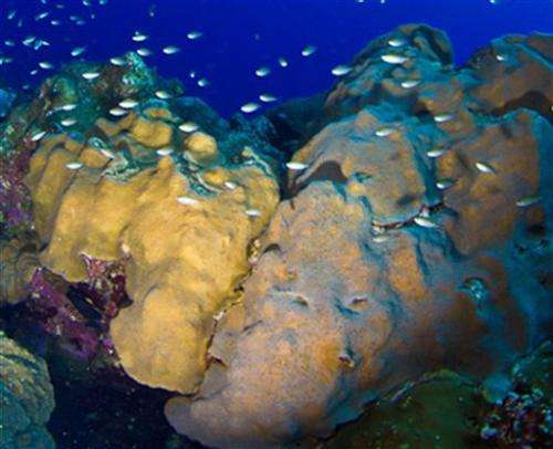 Feds protect 20 species of coral as threatened
