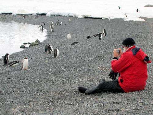 File photo of a tourist taking pictures of penguins on the Antartic Peninsula