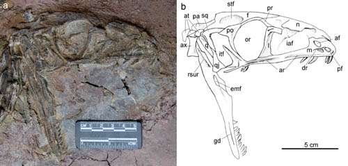 First asian coelophysoid dinosaur discovered in Lufeng, Yunnan, China