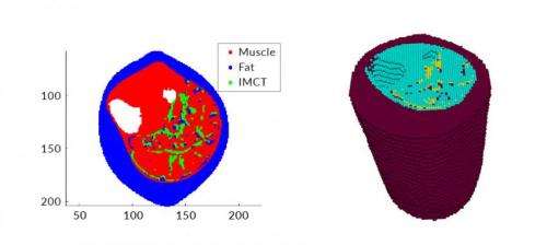 First comprehensive meshfree numerical simulation of skeletal muscle tissue achieved
