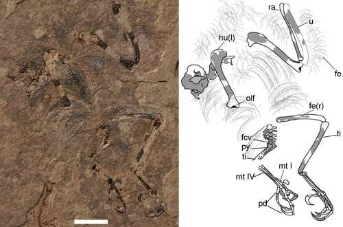 First enantiornithine bird found from the Upper Cretaceous of Southern China