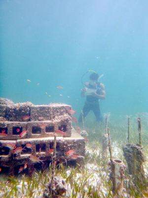 Fish communities key to balancing nutrients in coral reefs