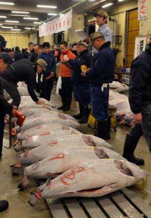 Fishmongers check frozen bluefin tuna on auction at Tokyo's Tsukiji fish market on January 5, 2014
