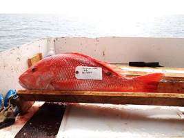 Fish skin lesions, oil residue decline in years after Gulf oil spill