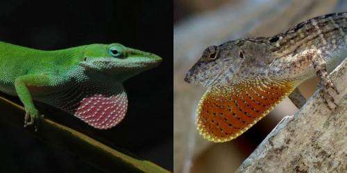 Florida lizards evolve rapidly, within 15 years and 20 generations