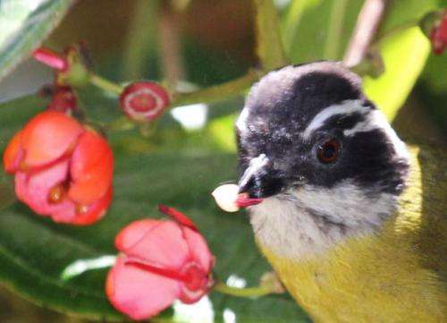 Flower's bellows organ blasts pollen at bird pollinators