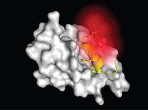 Fluorescent molecular rotors may revolutionize the search for new anticancer drugs