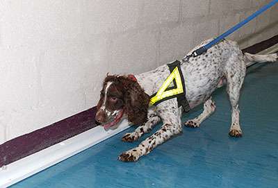 Forensics research to make cadaver dogs more efficient