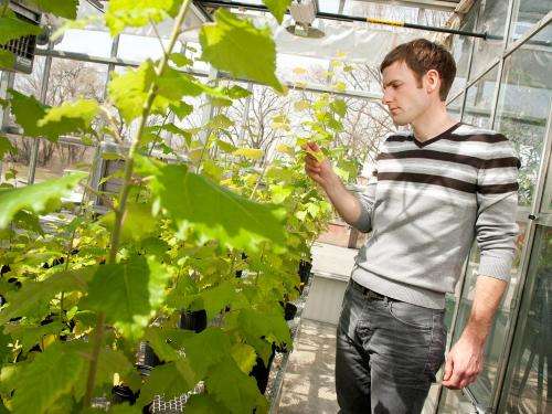 Forestry geneticists develop tree biomass crop to grow on marginal lands