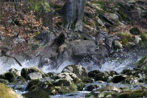 Former Iron Curtain still barrier for deer