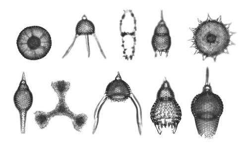 Fossilized marine plankton tell the tale of the end Permian mass extinction