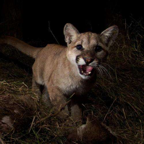 Freeways as fences, trapping the mountain lions of Los Angeles