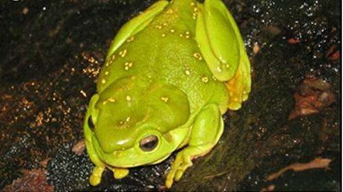 Frog tracking highlights parasite middleman