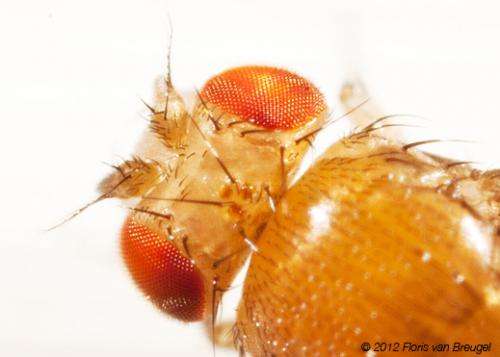 Fruit flies -- fermented-fruit connoisseurs -- are relentless party crashers