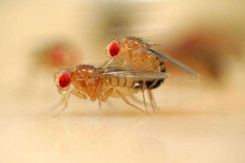 Fruit fly research may reveal what happens in female brains during courtship and mating