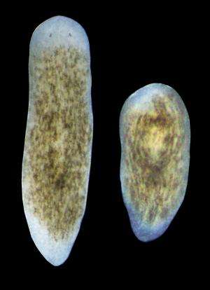 Gene discovered that activates stem cells for organ regeneration in Planarians