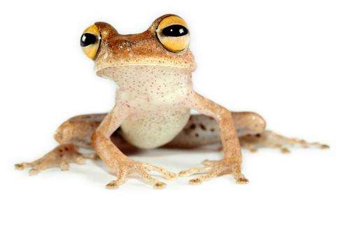 Genes and calls reveal 5-fold greater diversity of Amazon frog species