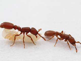 Genetically identical ants help unlock the secrets of larval fate