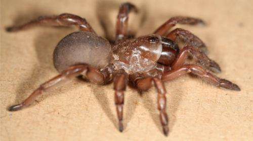 Genetic barcode denotes gangbuster spider diversity