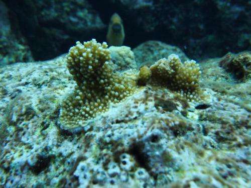 Genetics reveal that reef corals and their algae live together but evolve independently