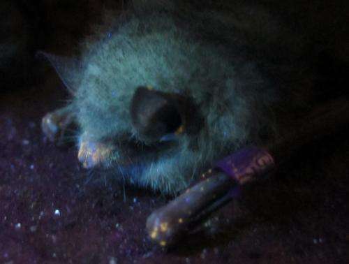 Glow-in-the-dark tool lets scientists find diseased bats