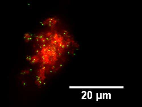 Gold nanorods target cancer cells
