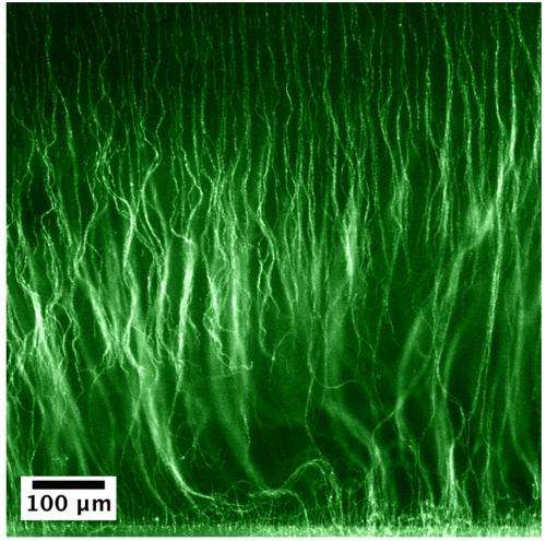 Good hair day: New technique grows tiny 'hairy' materials at the microscale