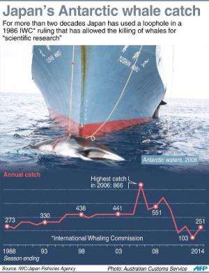 Graphic charting Japan's annual Antarctic whale catch