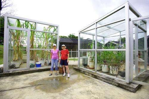 Greenhouse 'time machine' sheds light on corn domestication