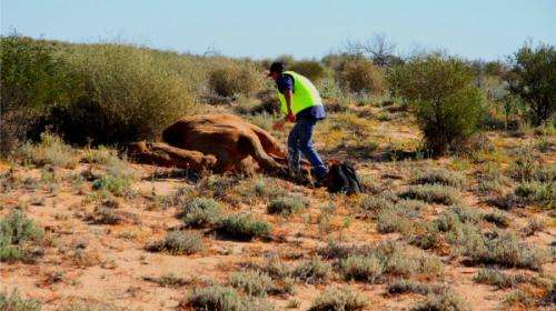 Helicopter shootings provide humane end for camels
