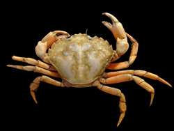 Help stem the Asian shore crab invasion