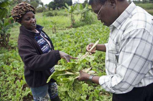 Hidden crop pest threat to poorer nations revealed
