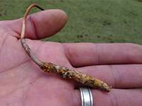 Himalayan Viagra fuels caterpillar fungus gold rush