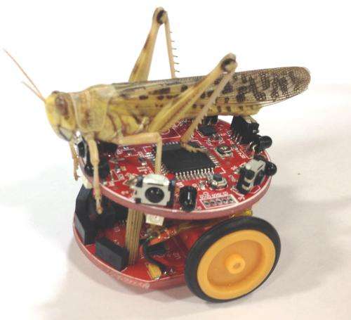 ‘Honeybee’ robots replicate swarm behaviour