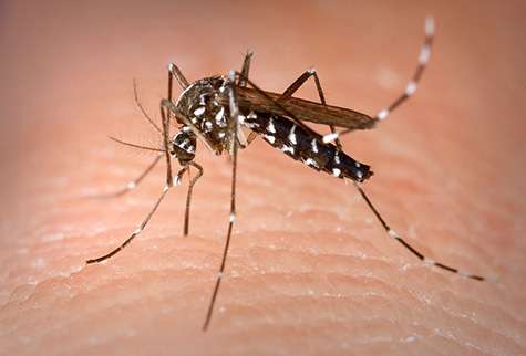 Hot on the trail of the Asian tiger mosquito