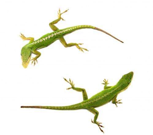 How lizards regenerate their tails: researchers discover genetic 'recipe'