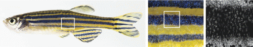 How the zebrafish gets its stripes