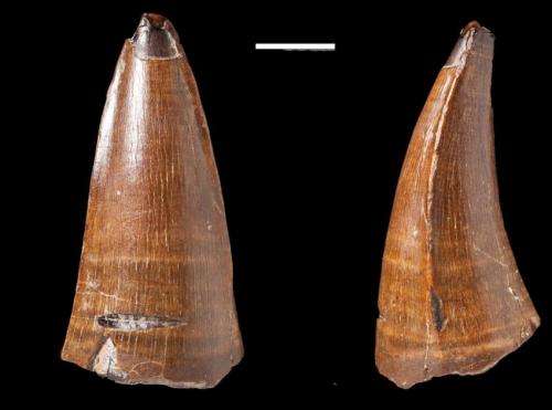 Huge tooth fossil shows marine predator had plenty to chew on
