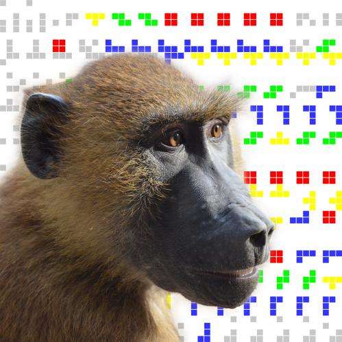 Humans and baboons share cumulative culture ability