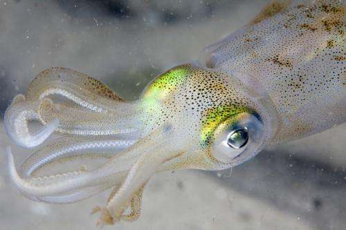 Humans and squids evolved the same eyes using the same genes