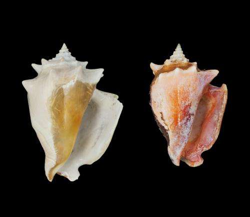 Humans drive evolution of conch size