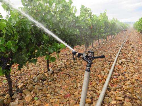 Hydraulic architecture in plants towards improving irrigation systems
