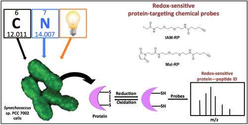 Identification of redox-sensitive enzymes can enrich biofuel production research