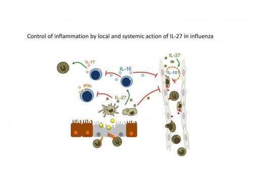 IL-27 balances the immune response to influenza and reduces lung damage