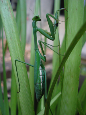 I like bright butts – how male mantids locate females