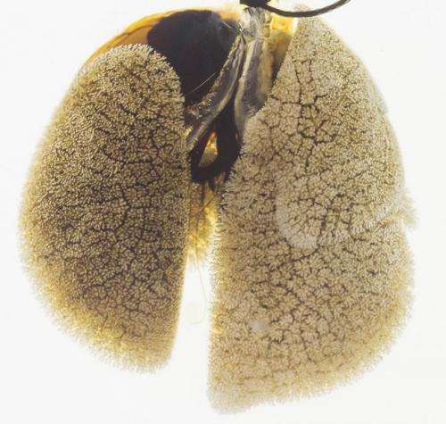 Team discovers lung regeneration mechanism