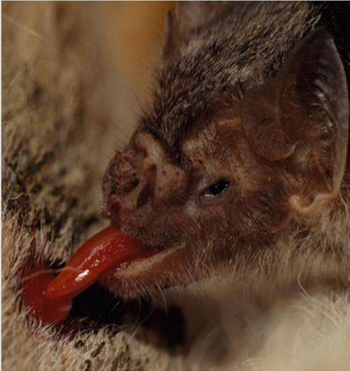 Researchers find vampire bats have limited capacity to taste bitter substances