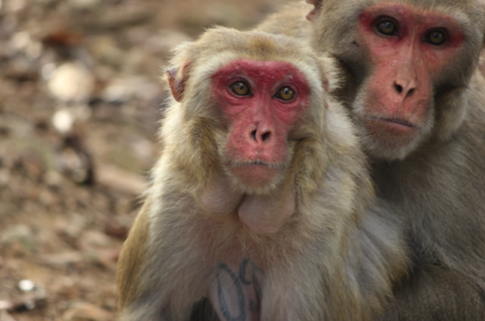 Skin coloring of rhesus macaque monkeys linked to breeding success, new study shows