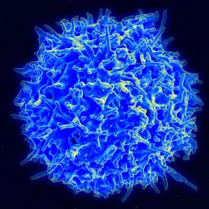 Immune cells found to prevent bone marrow transplant rejection