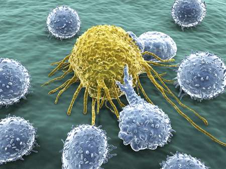 Immune system is key ally in cyberwar against cancer